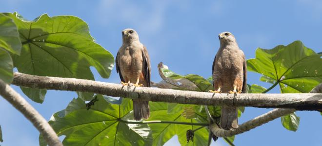 Two Ridgway's Hawks perched on a tree branch