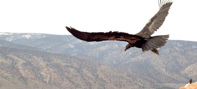 An immature California Condor flies off into a wide valley with two others perched on a cliff in the background