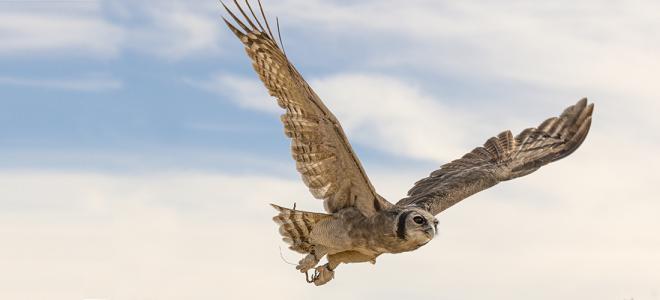 Owl in flight