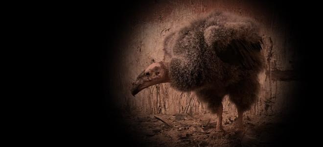 A nestling condor covered in gray down standing in an artificial nest cave