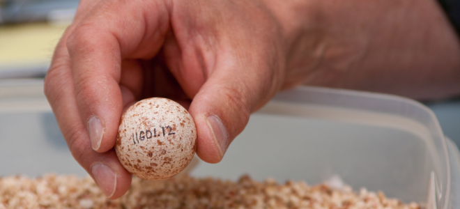 An Aplomado Falcon egg carefully held in hand