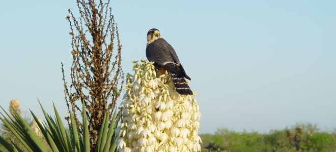 Aplomado Falcon perched on yucca flowers