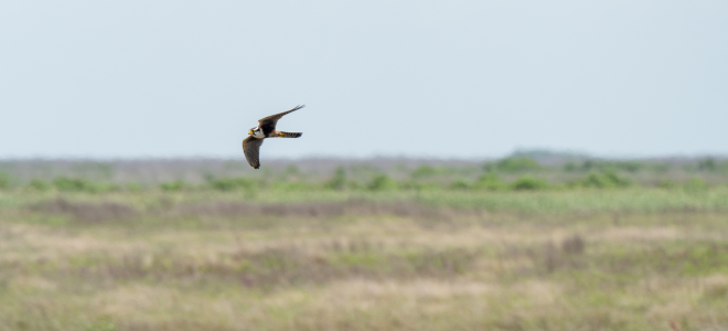 Aplomado Falcon flies over grassland