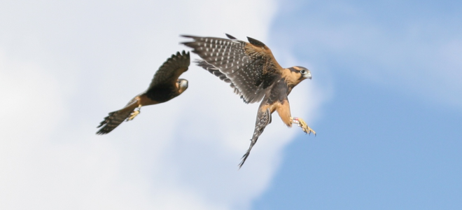 Two Aplomado Falcons flying