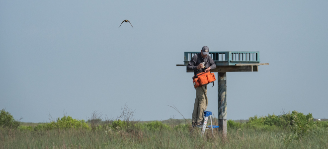 Biologist on ladder accessing a nest in a nesting struture