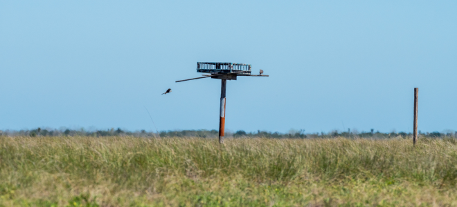 Two Aplomado Falcons with nesting structure in grassland