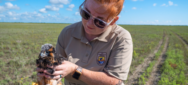 USFWS Employee with Aplomado Falcon nestling in hands