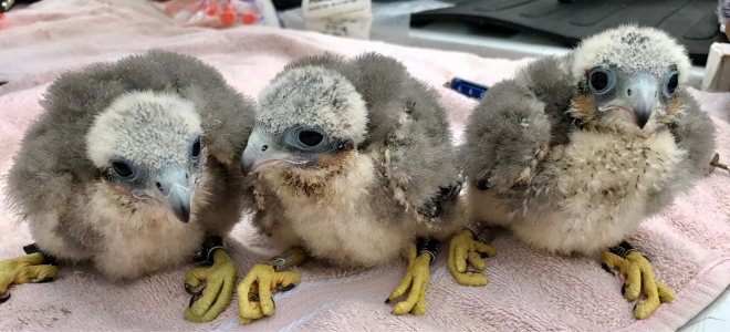 Three Aplomado Falcon Nestlings lined up on a towel