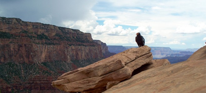 A large black bird perched on a rock cliff with a scenic view of more cliffs behind it