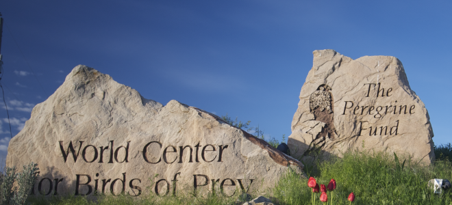 Spring at The Peregrine Fund's World Center for Birds of Prey