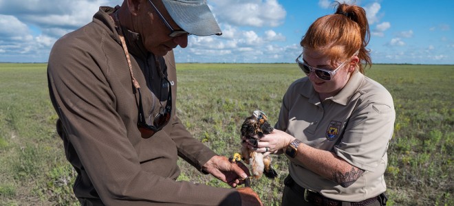 Aplomado Falcon Program Director Brian Mutch banding an Aplomado Falcon nestling along with a USFWS staff member.
