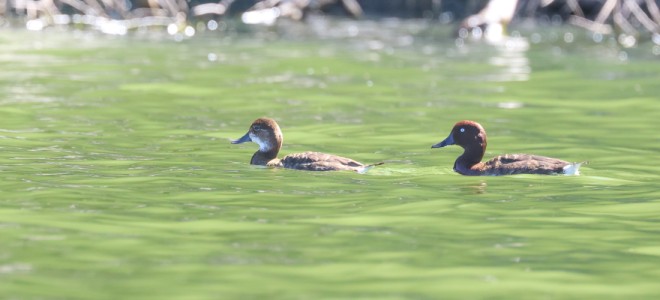 Two Madagascar Pochards swimming near the shore of a lake.