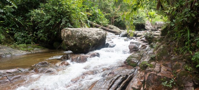 A fast-flowing stream surrounded by dense forest.