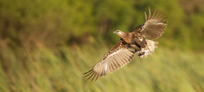 A Madagascar Fish-eagle flying low over marshland.