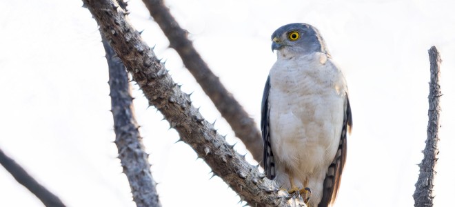 A Frances's Sparrowhawk perched on a thorn-covered branch.