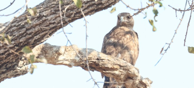 A Madagascar Buzzard perched on a tree branch.