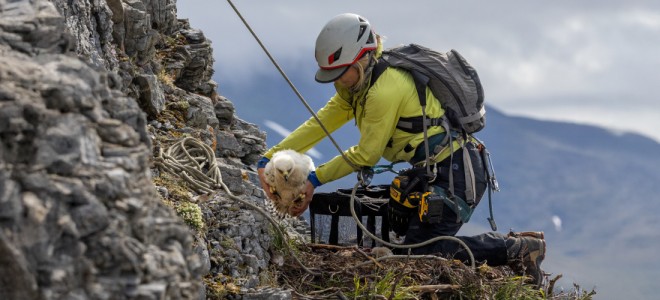 A biologist in climbing gear places a newly-banded nestling Golden Eagle back into its nest on a cliff ledge.