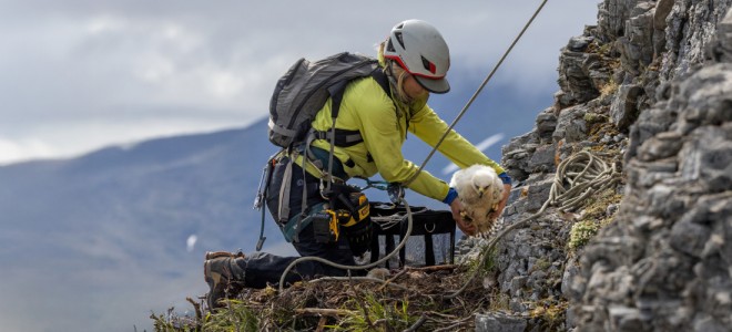 A biologist in climbing gear places a newly banded Golden Eagle nestling back into its cliffside nest.