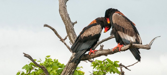 Two Bateleur perched on a branch engaging in courtship behavior.
