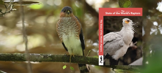 A Puerto Rican Sharp-shinned Hawk perched on a branch. Overlaid is the cover of the new book &quot;State of the World's Raptors.&quot;