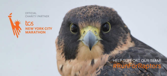 A closeup of the head of a Peregrine Falcon; overlaid is text reading "Help Support Our Team! #RunForRaptors" and the TCS NYC Marathon logo.