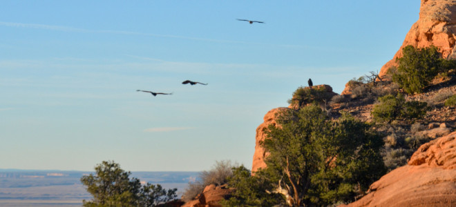 Newly-released California Condors flying over our management facility in Vermilion Cliffs National Monument, Arizona.