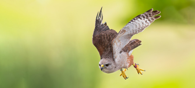 A Ridgway's Hawk, with an identification band placed by our biologists, in flight.