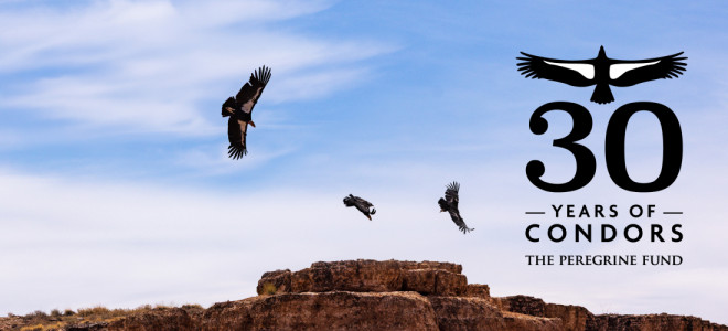 Three California Condors in flight in front of a blue sky and red rock cliffs. Overlaid is the TPF 30 Years of Condors logo.