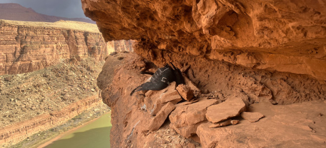 The body of Condor 593, lost to HPAI, on a cliff ledge with a sheer canyon visible beyond.