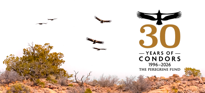 Five condors in flight over an Arizona landscape. Overlaid is the TPF 30 Years of Condors logo.