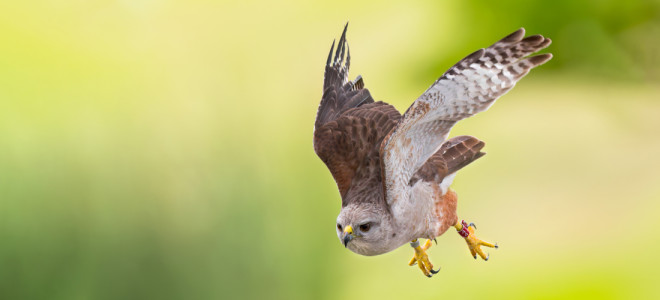 Un Gavilán de La Española volando con una anilla de identificación roja.
