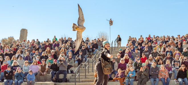 Falcon flying towards trainer and audience