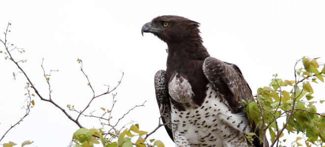 A Martial Eagle perched on a leafy branch.