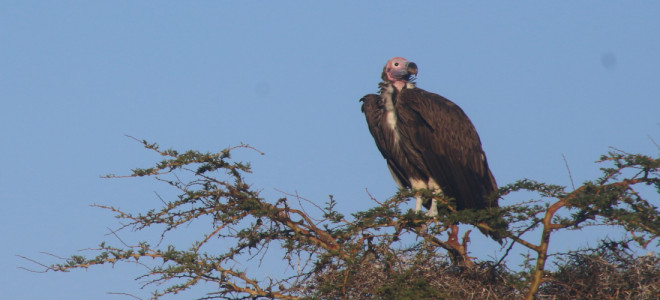 A Lappet-faced Vulture perched at the top of a tree.