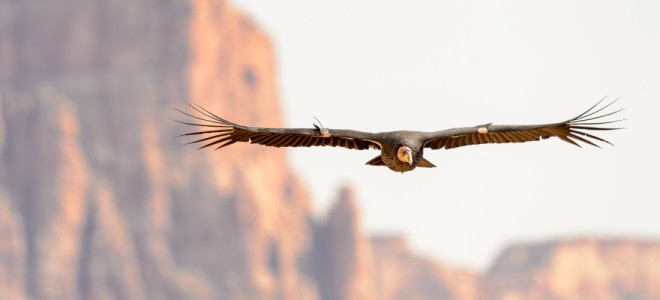 A California Condor in flight in front of a red rock cliff.