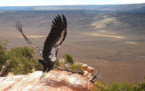 California Condor takes its first flight near Grand Canyon