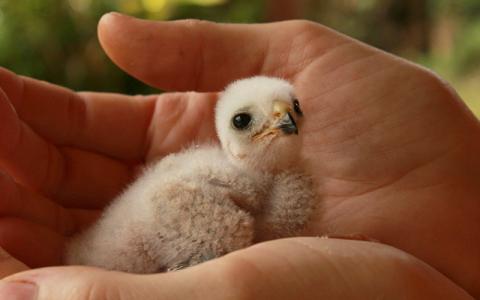 Puerto Rican Sharp-shinned Hawk nestling cupped in biologist's hand