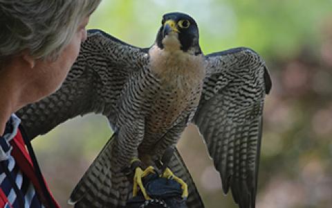 woman and peregrine make eye contact