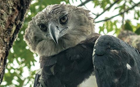 Birds of prey: Meet the Rock City Raptors