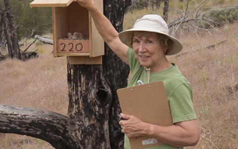 A citizen scientist checks a nest box for activity during breeding season