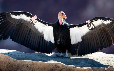 California Condor standing with wings spread