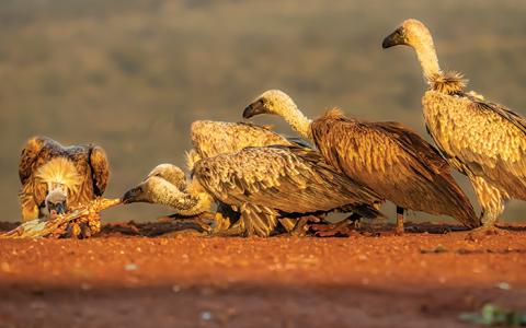 African White-backed vultures at a carcass