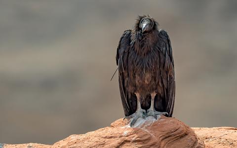 California Condor perched at the Grand Canyon