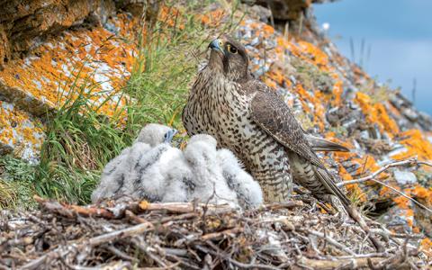 An adult gyrfalcon feeds nestlings