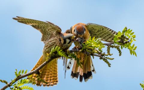 Half of raptors breeding in North Africa are threatened with extinction –  IUCN report