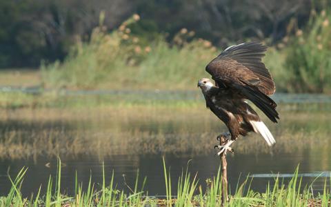 A Madagascar Fish-eagle perches at the edge of a lake