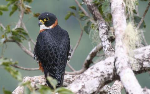 Orange-breasted falcon perched in a tree