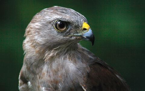 Red-tailed Hawk  The Peregrine Fund