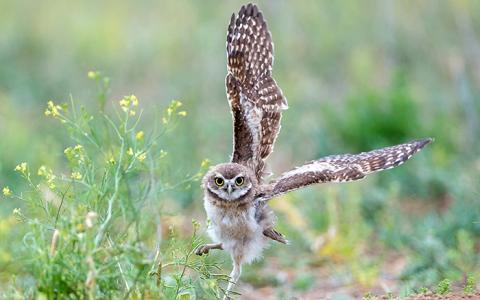 Burrowing Owl wing spread