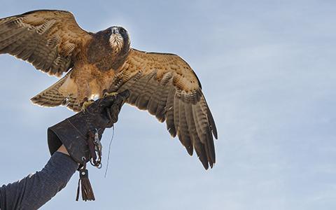 Red-tailed Hawk  The Peregrine Fund